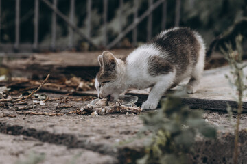 homeless cat wants to eat