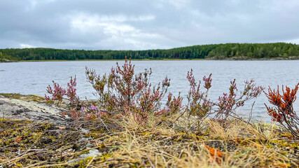 Islands with forest and rocks on Lake Ladoga