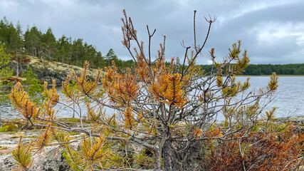 Islands with forest and rocks on Lake Ladoga