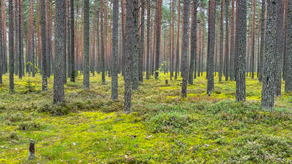 Pine forest with mushrooms and moss