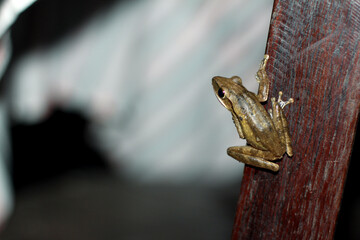 Java flying frog or Javan tree frog, is a species of frog endemic to Java, Indonesia.