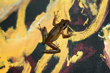 Java flying frog or Javan tree frog, is a species of frog endemic to Java, Indonesia.