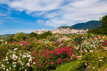Wonderful rose garden in the medieval town of Assisi during spring season, Umbria, Italy