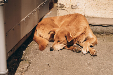 portrait of a street dog, homeless animals