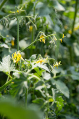 Growing tomatoes in a greenhouse. Tomato flowers on a branch. Close up of flowering tomato plant 