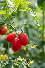 Ripe red tomatoes on a branch in a greenhouse. Cherry tomato branch. Organic little tomatoes grow in the garden. Growing natural vegetables.