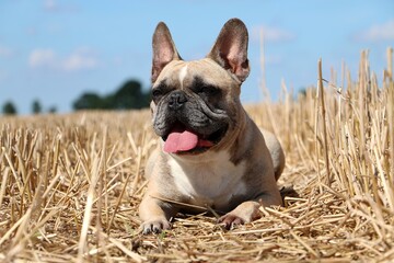 Fototapeta premium beautiful brown french bulldog is lying in a stubble field