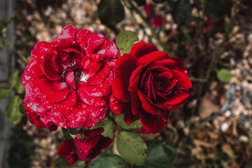 Piękna róża