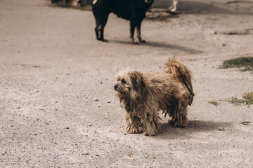 portrait of a street dog, homeless animals