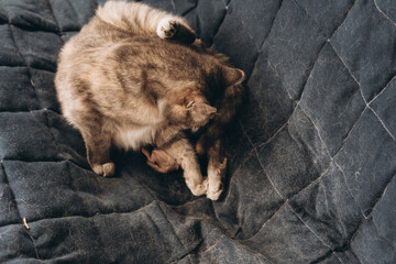 Obraz premium mother cat and newborn kittens, the process of giving birth to a new life