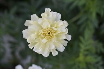 White Merigold Flower