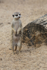 cute meerkat ( Suricata suricatta ) standing on the sand