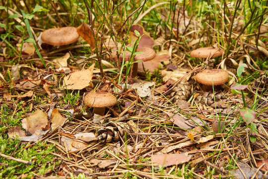 a few mushrooms in the forest