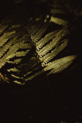 Fern in the forest illuminated by hard light. Nature and greenery.
