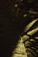 Fern in the forest illuminated by hard light. Nature and greenery.
