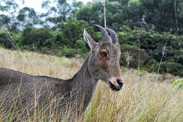 Nilgiri Tahr spotted at Eravikulam National Park, Kerala, India