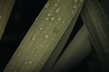 raindrops on leaves, closeup, natural background, macro