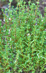 Thyme plant growing in herb garden .