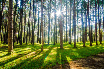 Sunlight on trees in a pine forest at sunrise in thailand.