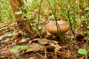 saffron milk cap, red pine mushroom in the forest, Lactarius deliciosus