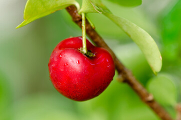 Cherry fruits on nature background.