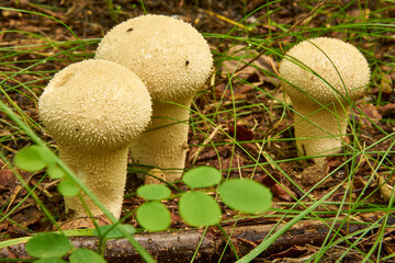three puffballs in the forest, edible mushroom, food