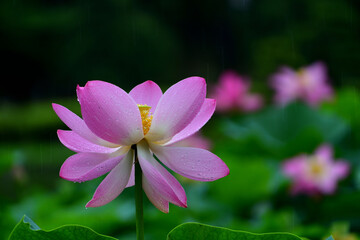 Fototapeta premium Lily