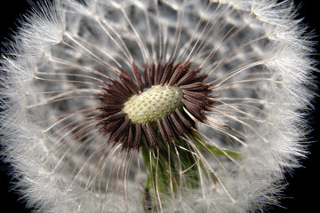 Dandelion for design. The wind blew the seeds of a dandelion. Template for posters, wallpapers, posters.