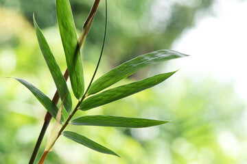 Bamboo trees and green leaves on nature background.