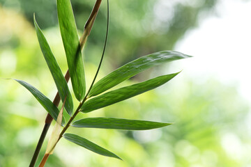 Obraz premium Bamboo trees and green leaves on nature background.