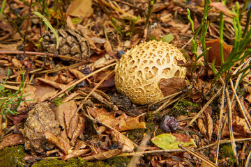 fake truffle in the forest , Scleroderma citrinum, poisonous mushroom