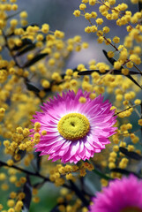 Australian native pink Everlasting Daisy, Rhodanthe chlorocephala, amongst yellow wattle flowers. Also known as the Rosy Everlasting, and paper daisies. Popular in dried flower arrangements - 453605231