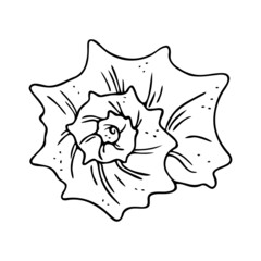 Doodle seashell, hand-drawn sea symbol. Fossil conch painted by ink, pen. Line, minimalism. Simple sketchy icon. Isolated. Vector illustration.