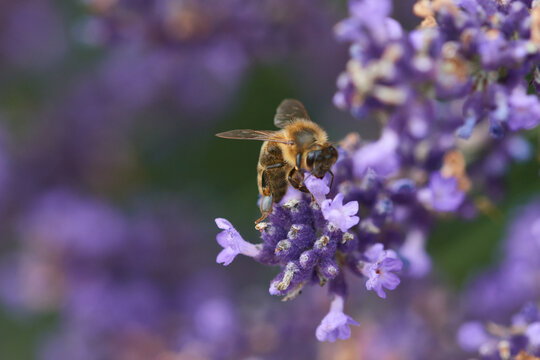Pollen sammelnde Biene