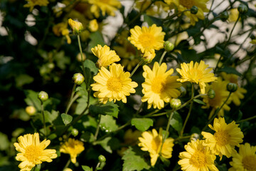 Chrysanthemum flowers  blooming on nature background.