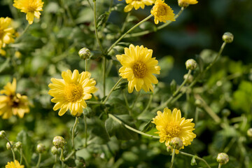 Chrysanthemum flowers  blooming on nature background.