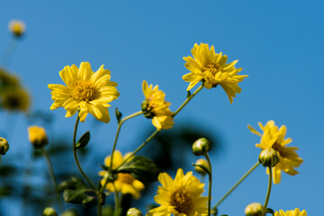 Chrysanthemum flowers  blooming on nature background.