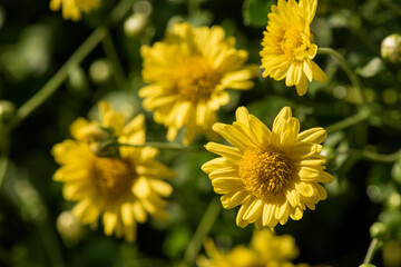 Chrysanthemum flowers  blooming on nature background.