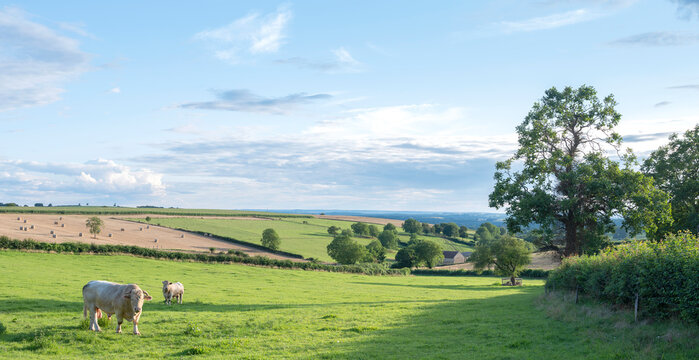 beautiful landscape of french morvan with green grassy fields and bull with cow under blue sky with clouds