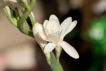 Tuberose or polianthes tuberosa flower blooming on nature background.