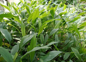 Turmeric, Curcuma Longa, Crop Growing in Kitchen Garden. Turmeric Plant Background.