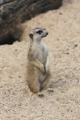 cute meerkat ( Suricata suricatta ) standing on the sand