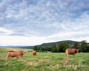 brown limousin cows graze in green grassy fields of french morvan countryside