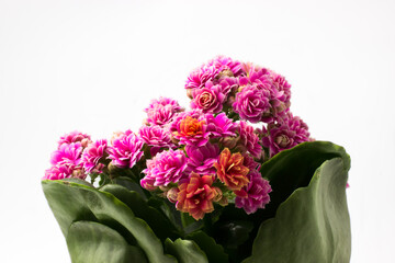 Purple Kalanchoe flowers on a white background