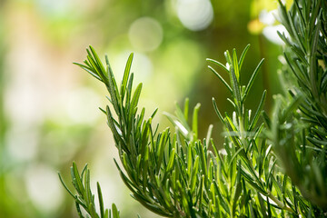 Rosemary branch green leaves on nature background.