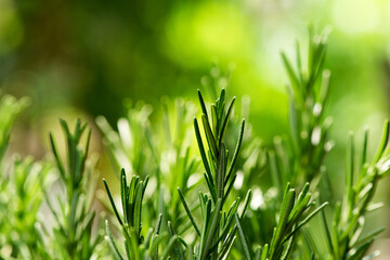 Rosemary branch green leaves on nature background.
