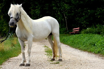 Obraz premium White pony near the forest