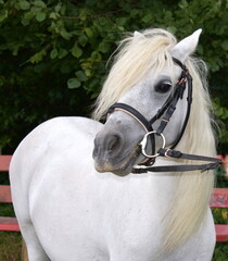 White pony