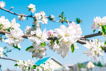 A bee on a branch of a blossoming apple tree.