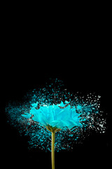 blue flower daisy exploding effect over black background 